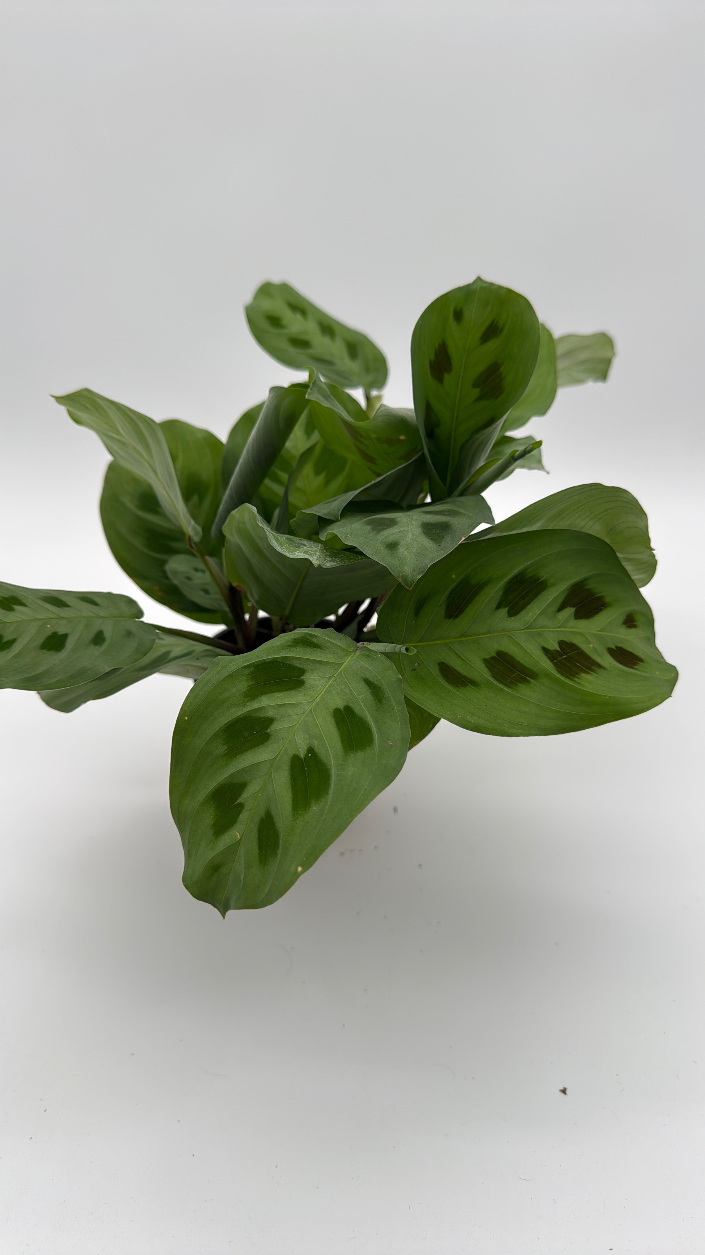 Maranta Green Frog