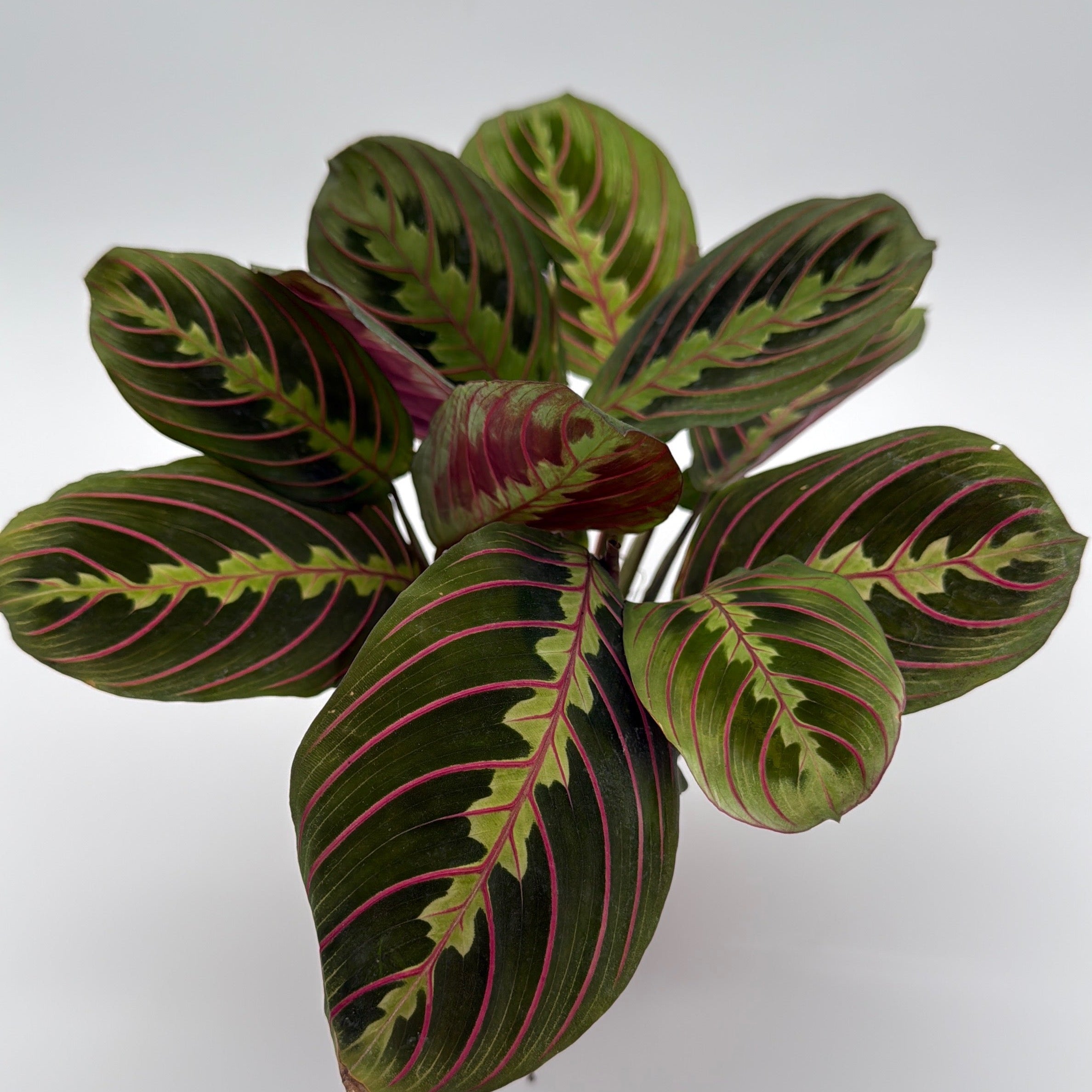 Maranta Red