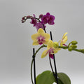 Mystery Blooming Orchid
