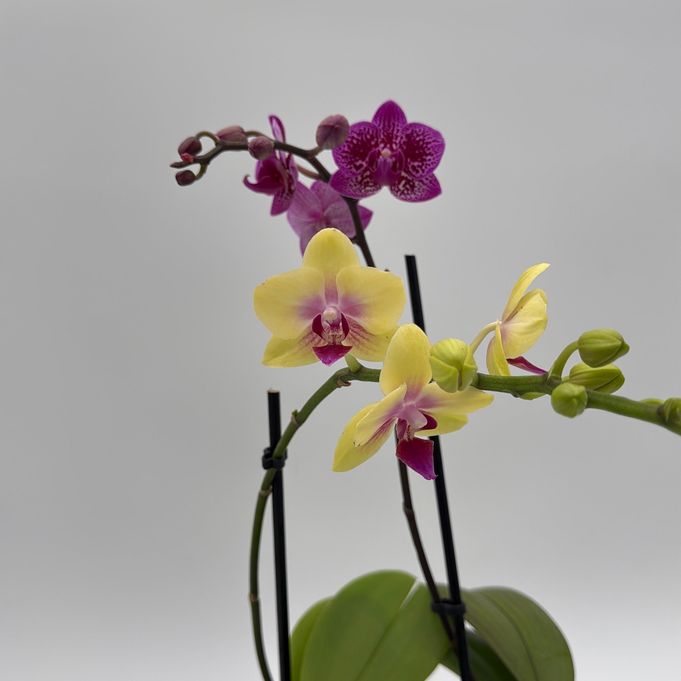 Mystery Blooming Orchid