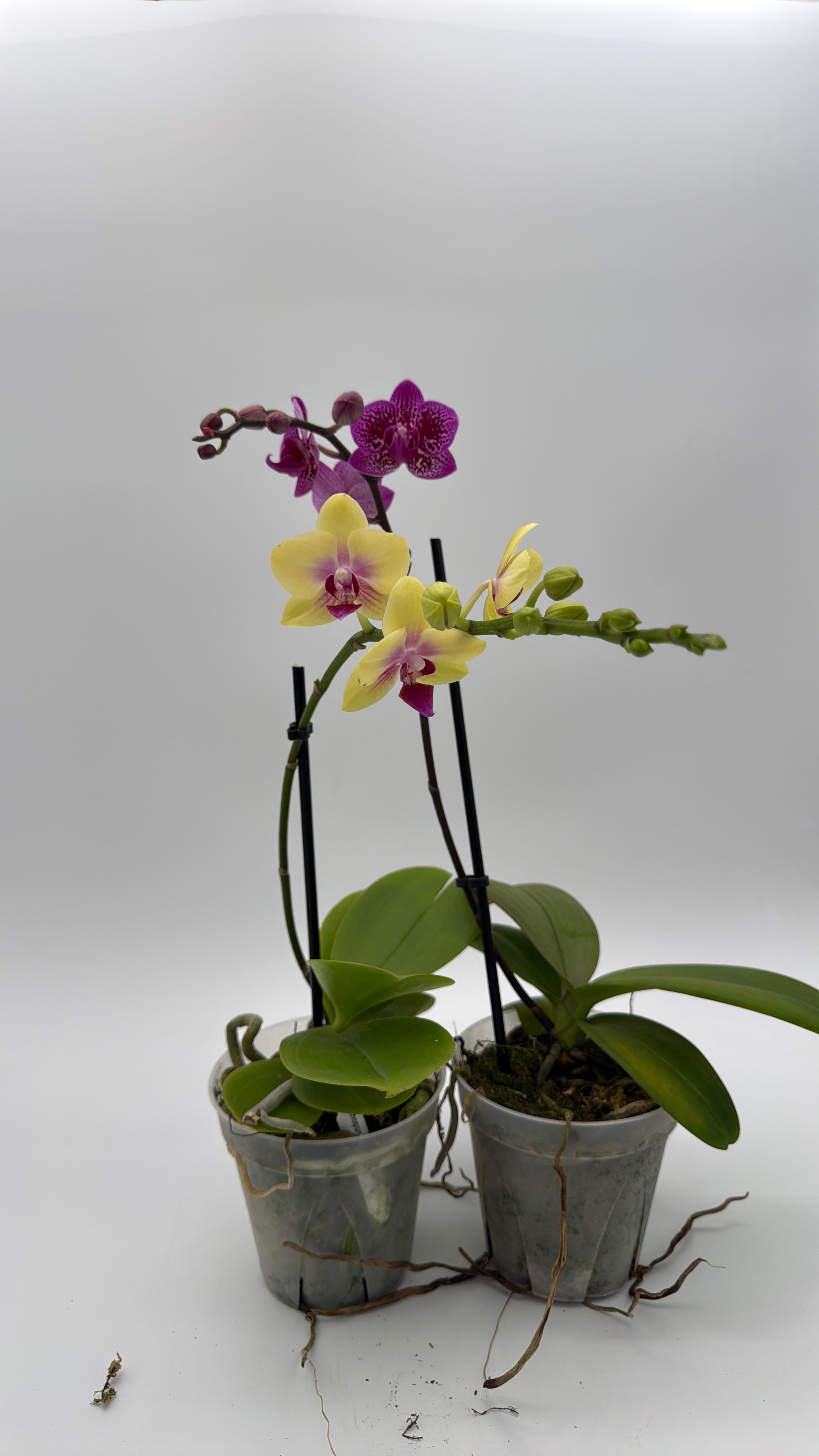 Mystery Blooming Orchid