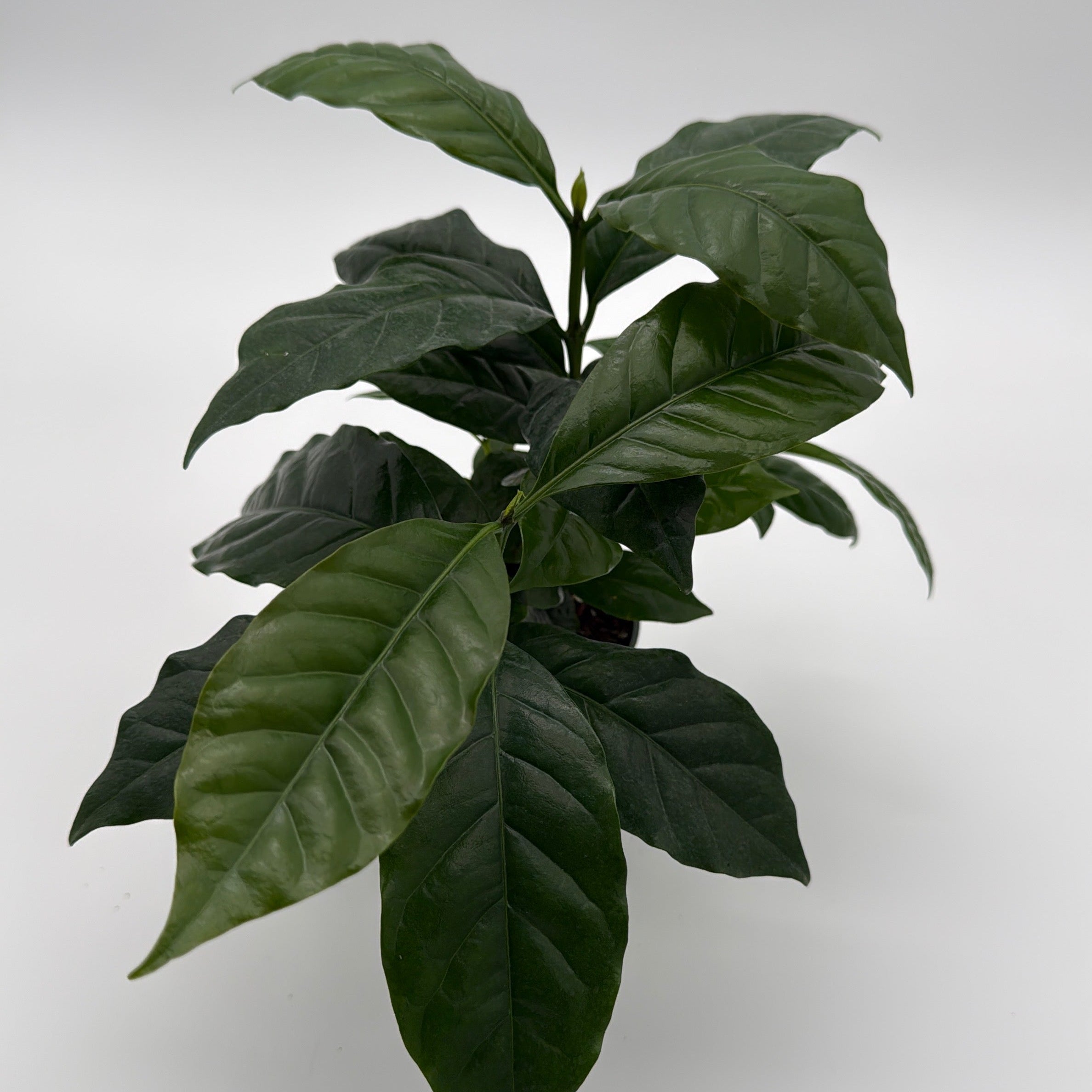 Coffee Plant Arabica