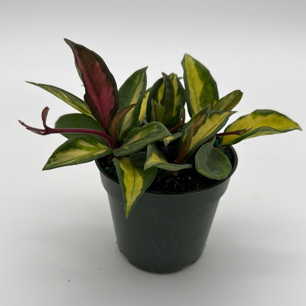Hoya Krimson Princess