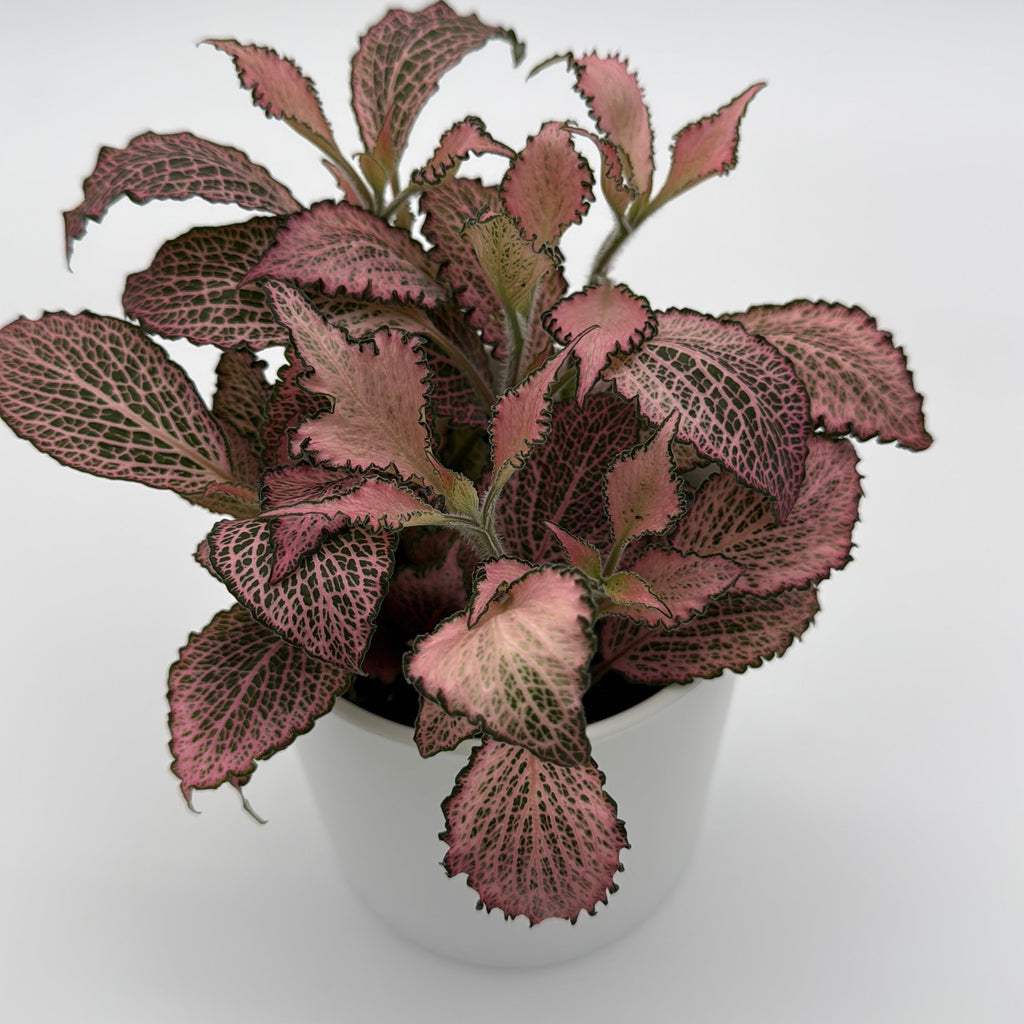 Fittonia Fairy Tail Nerve Plant