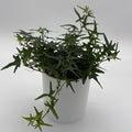 Starling English Ivy