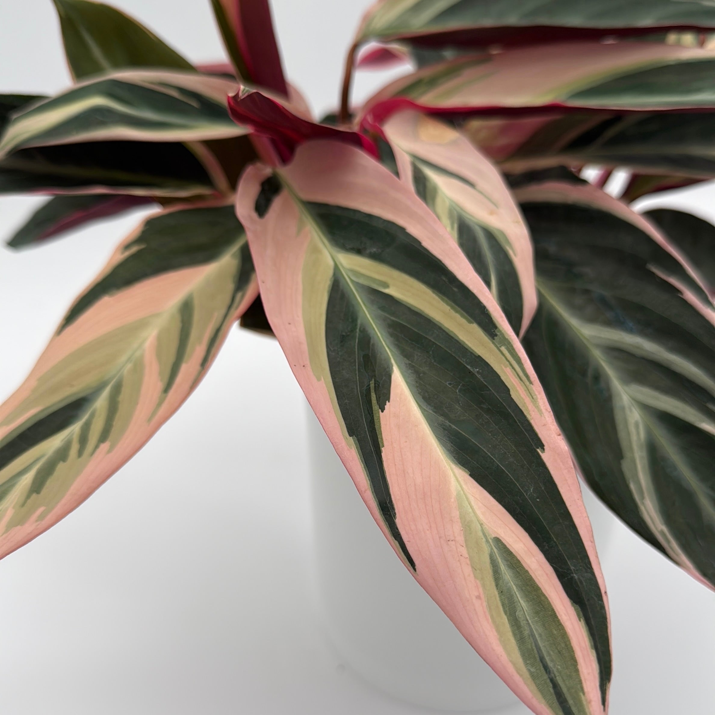 Stromanthe Triostar Calathea