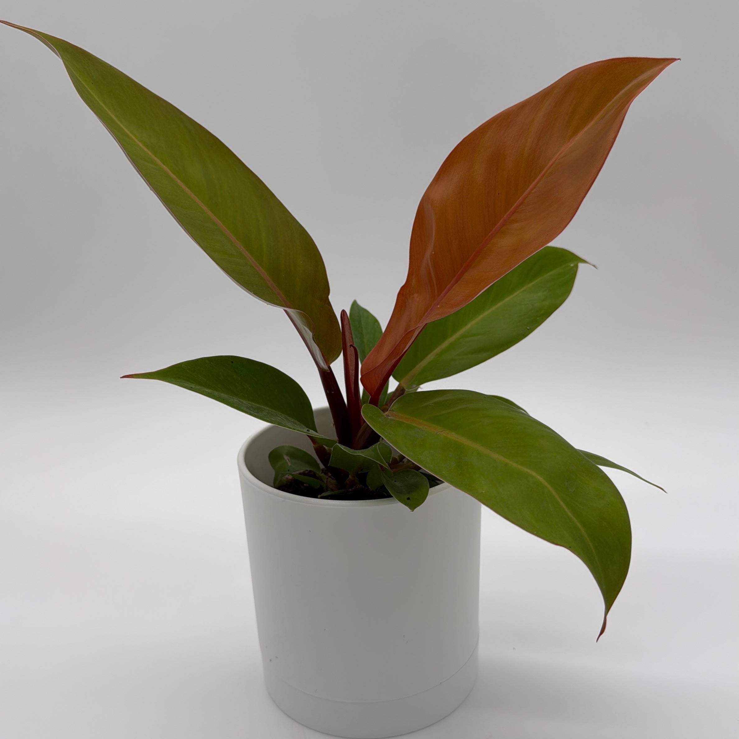 Philodendron 'Prince of Orange'