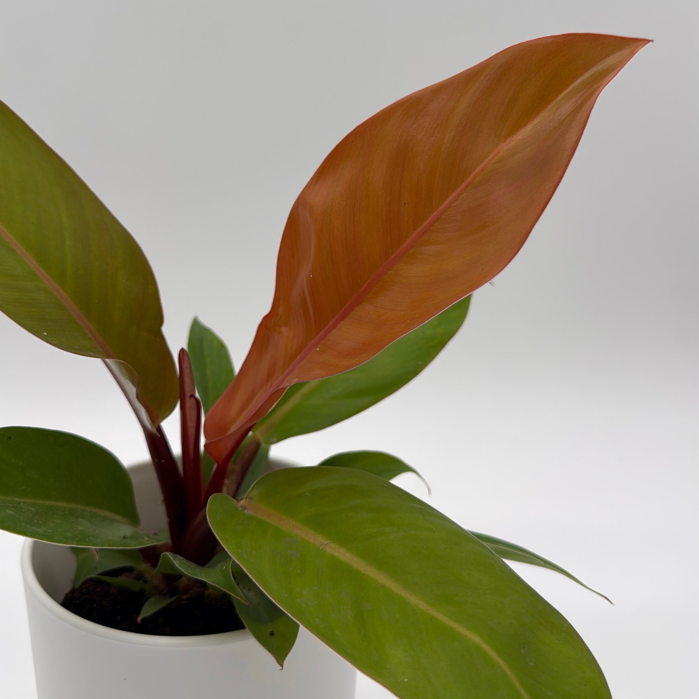 Philodendron 'Prince of Orange'