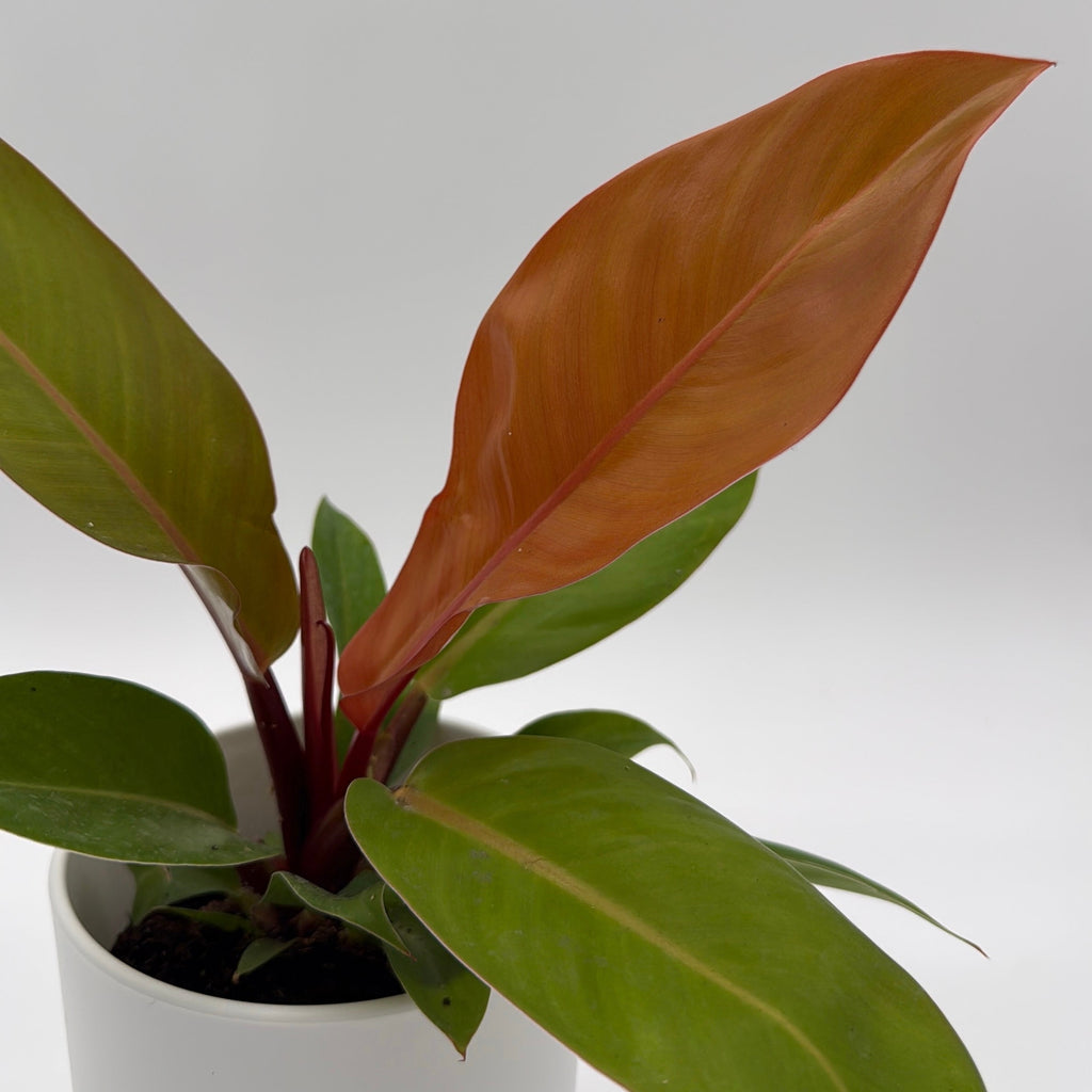 Philodendron 'Prince of Orange'