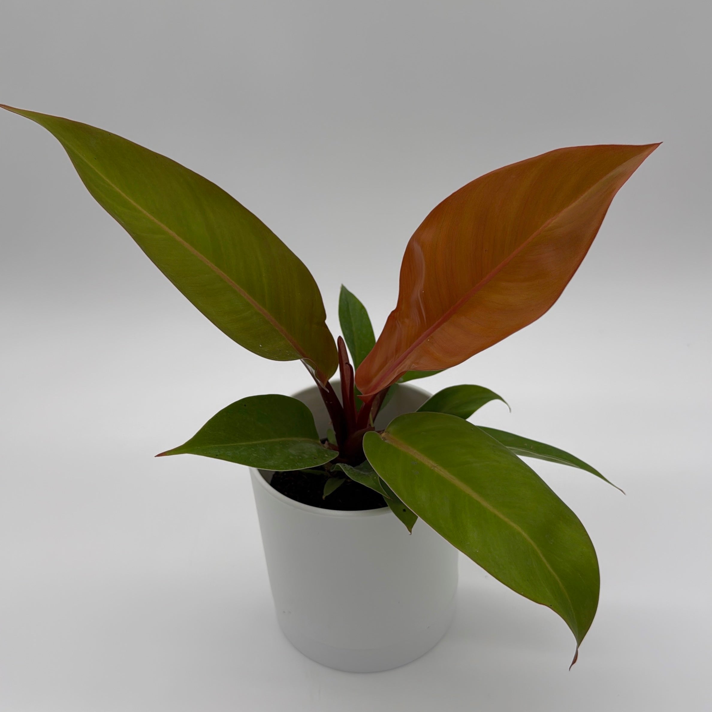 Philodendron 'Prince of Orange'