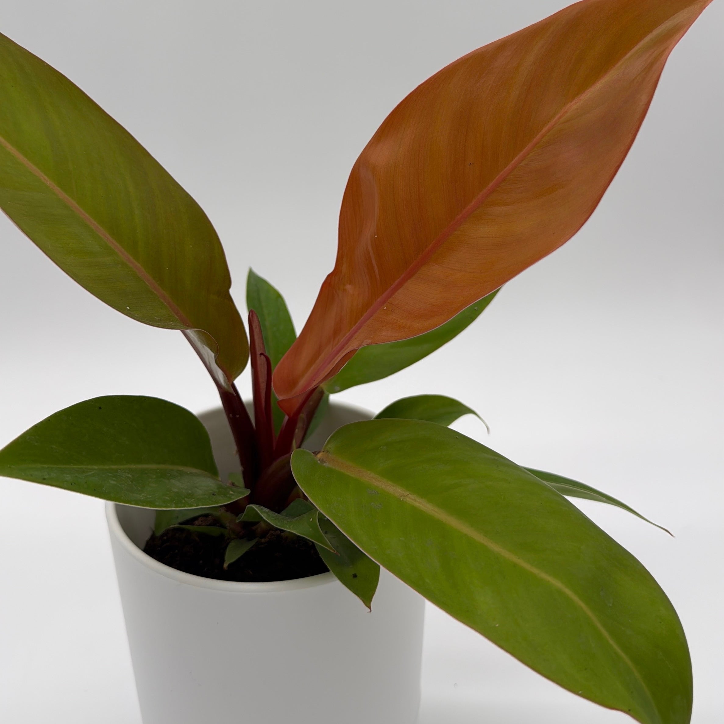 Philodendron 'Prince of Orange'