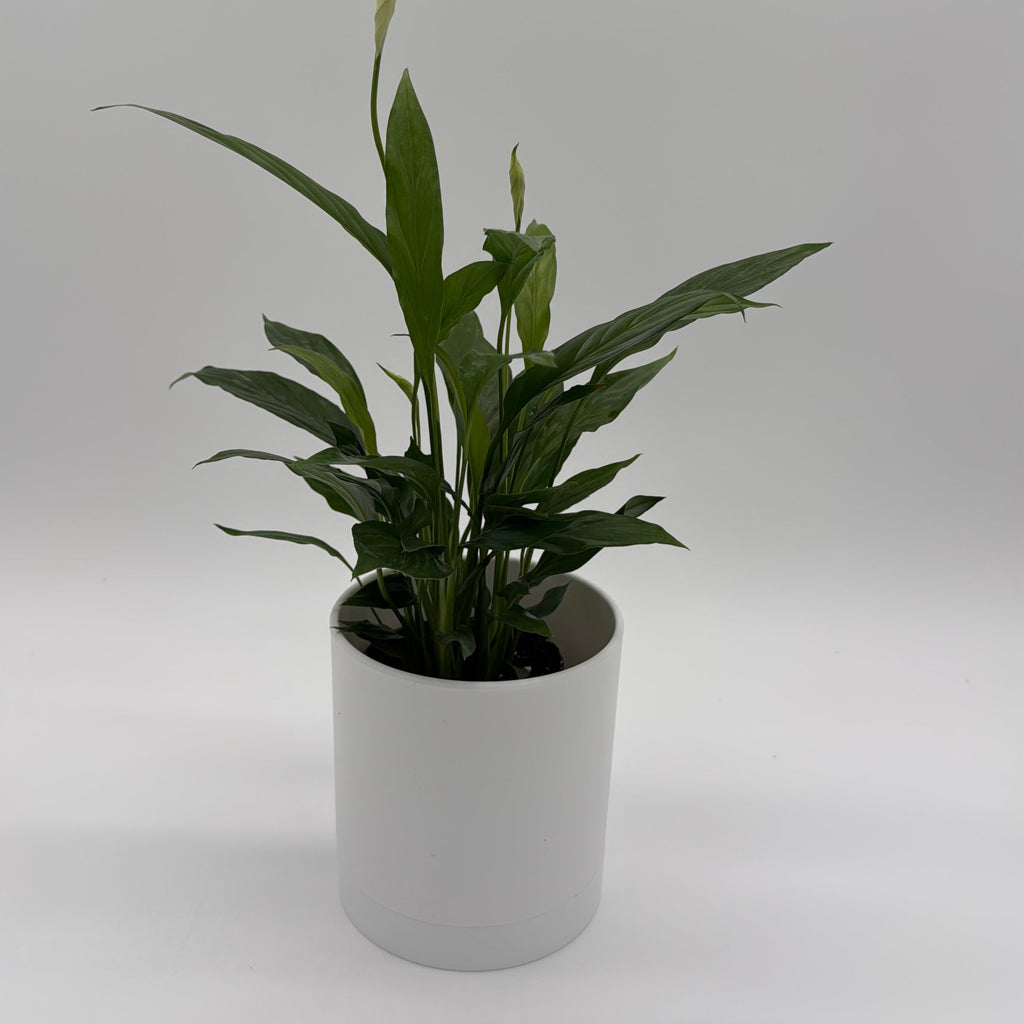 Peace Lily (Spathiphyllum)