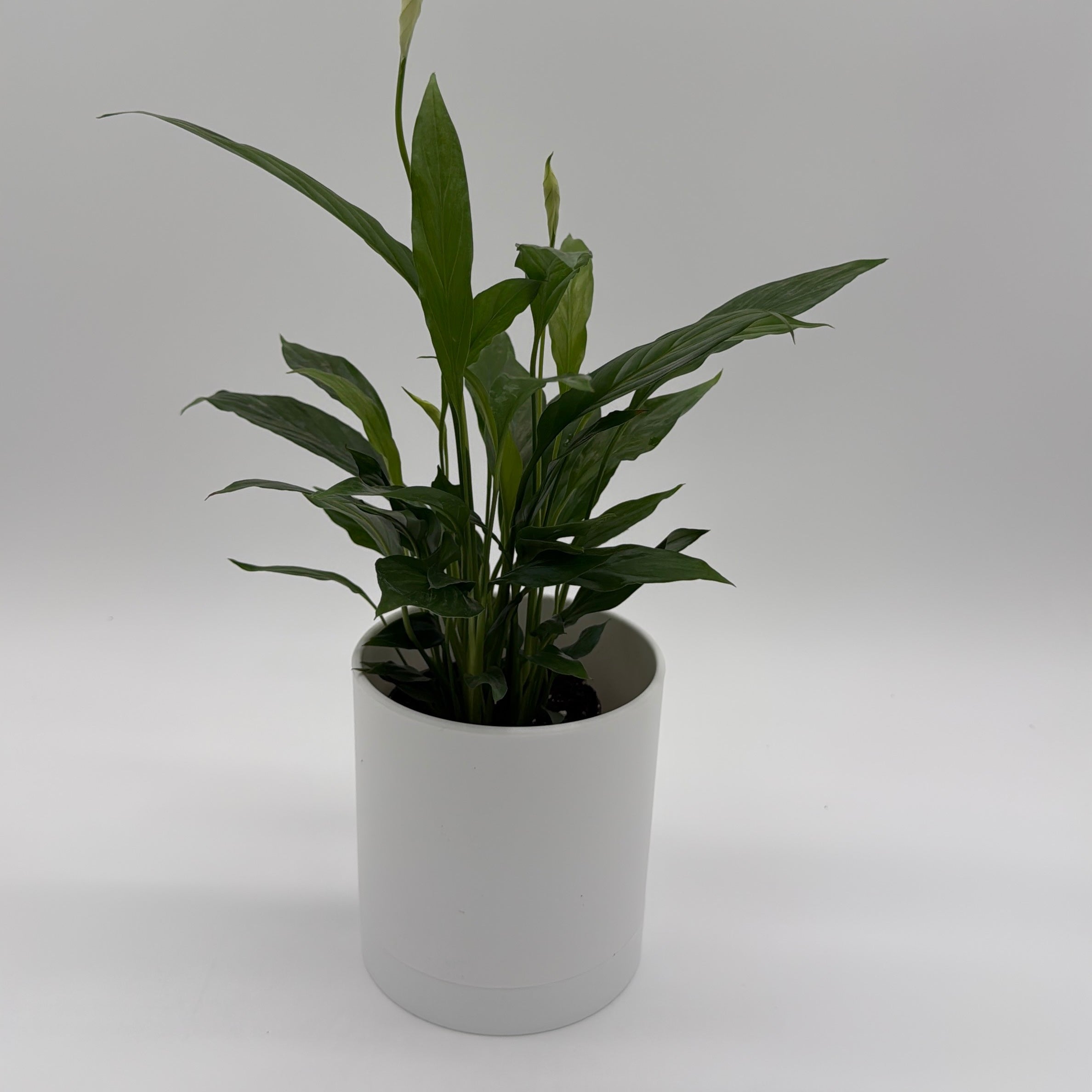 Peace Lily (Spathiphyllum)