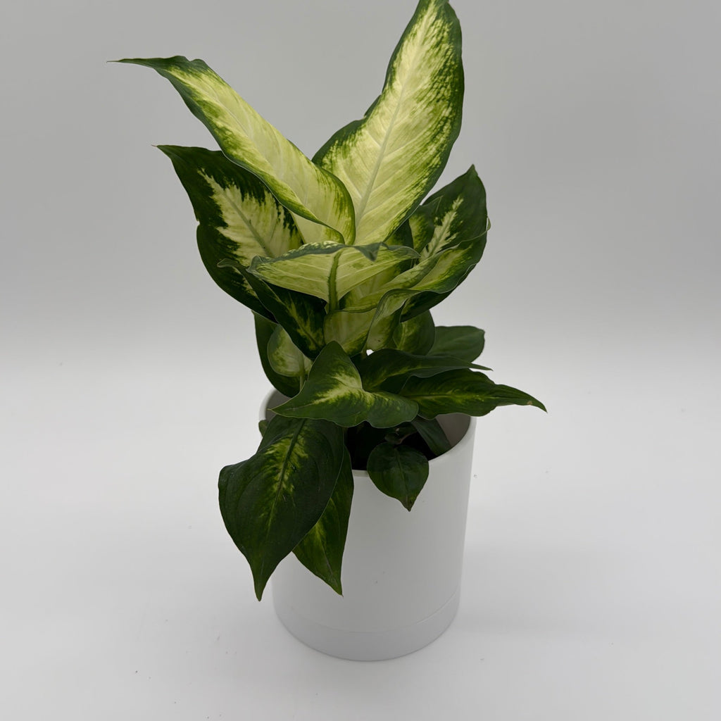Dieffenbachia 'Camille'