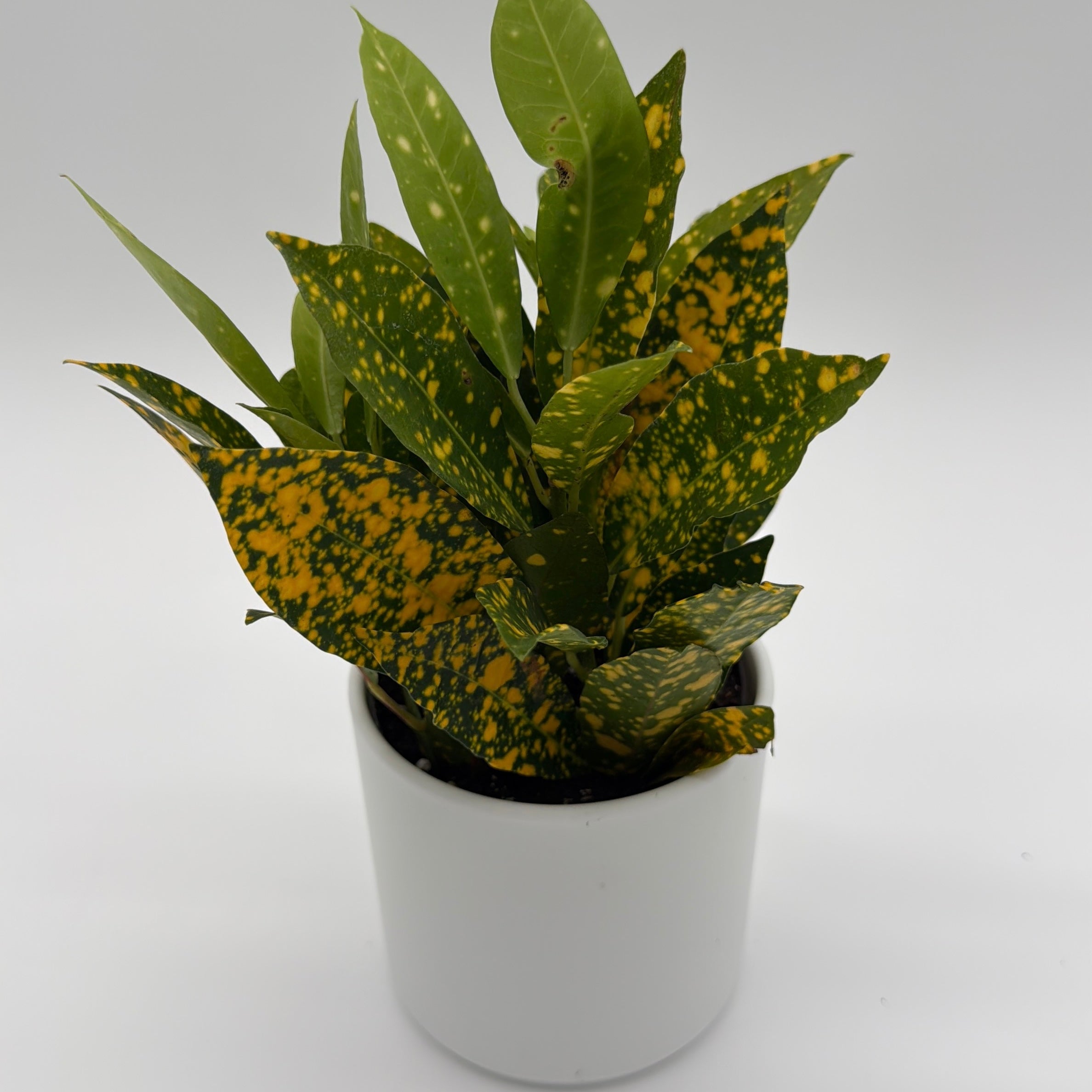 Croton Golden Dust