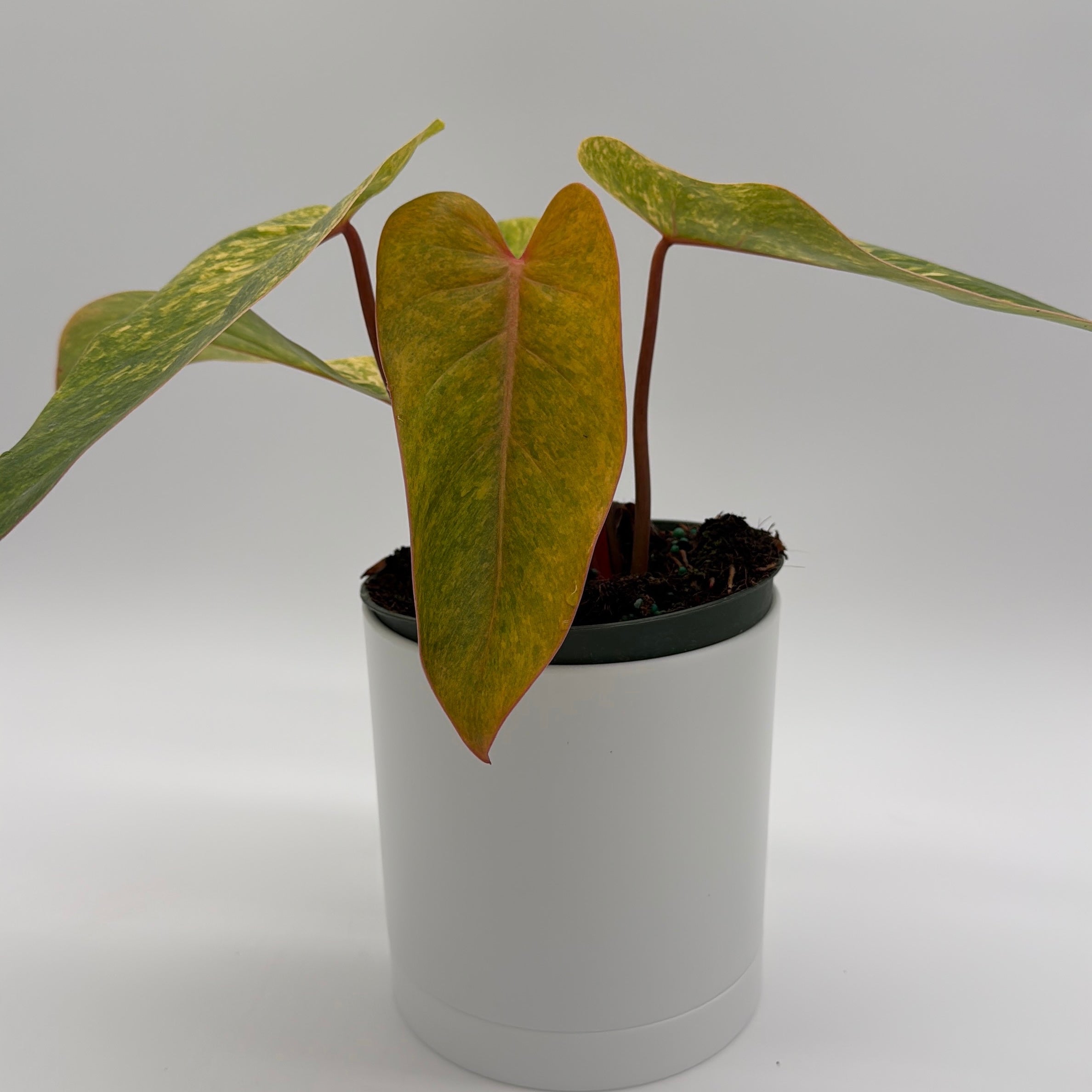 Philodendron Painted Lady