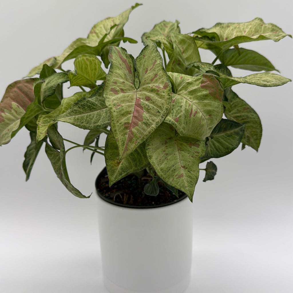 Syngonium Pink Confetti