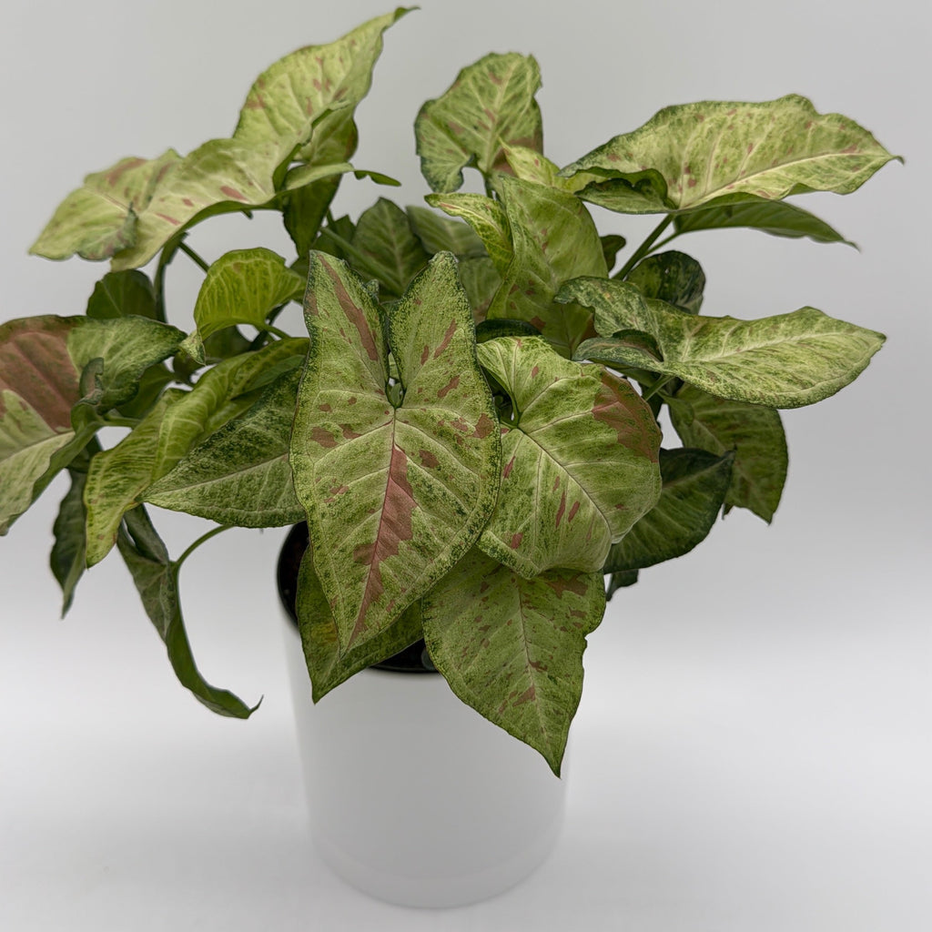 Syngonium Pink Confetti