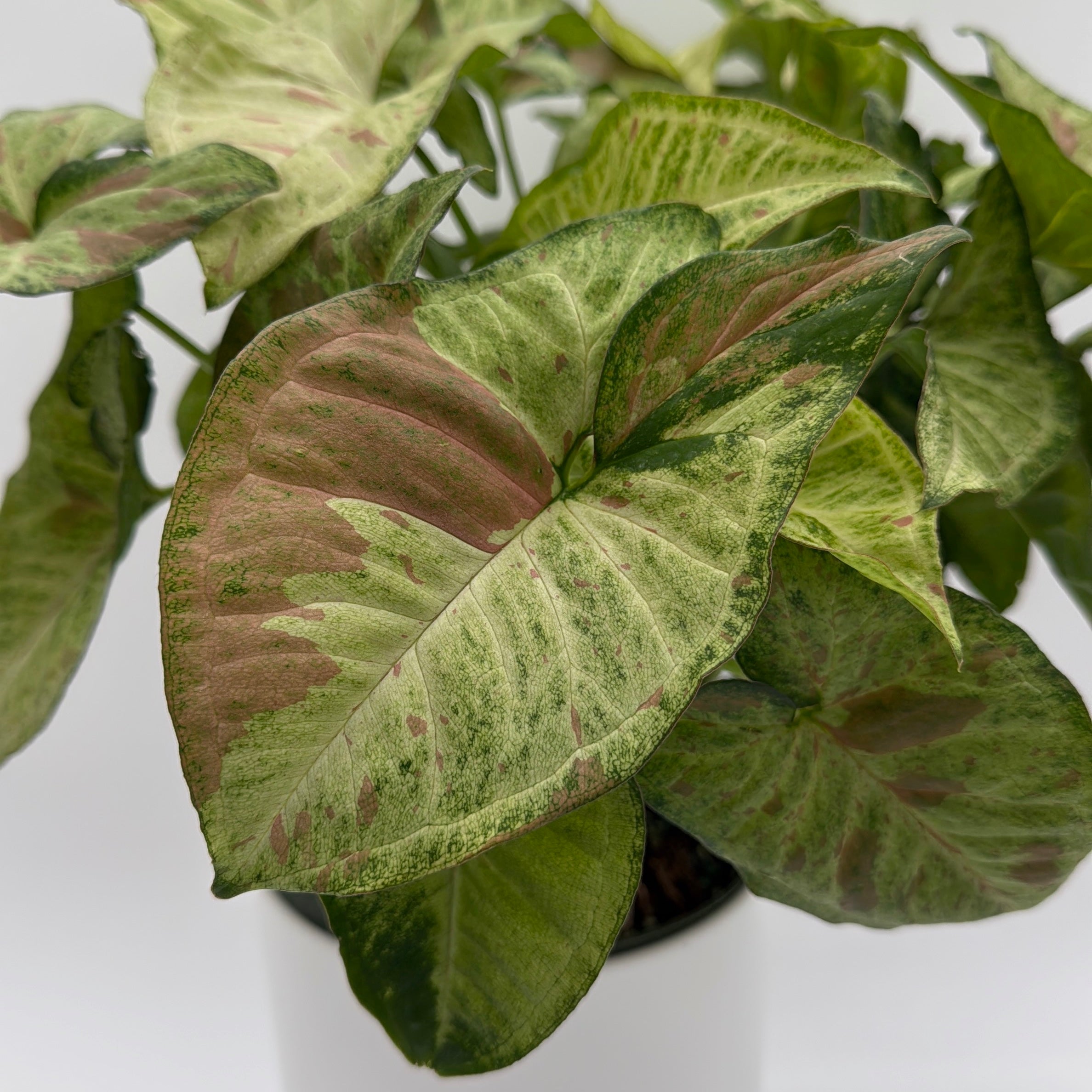 Syngonium Pink Confetti