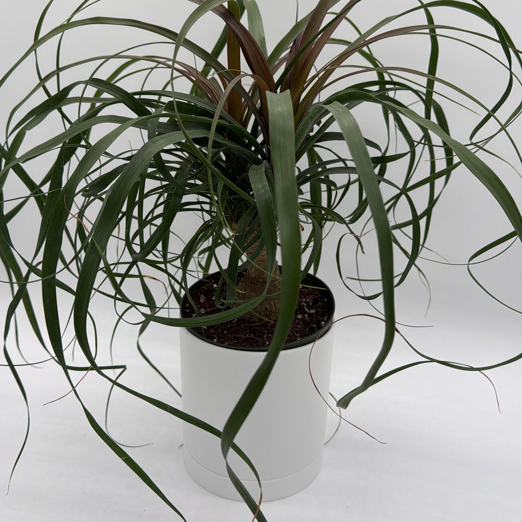 Ponytail Palm