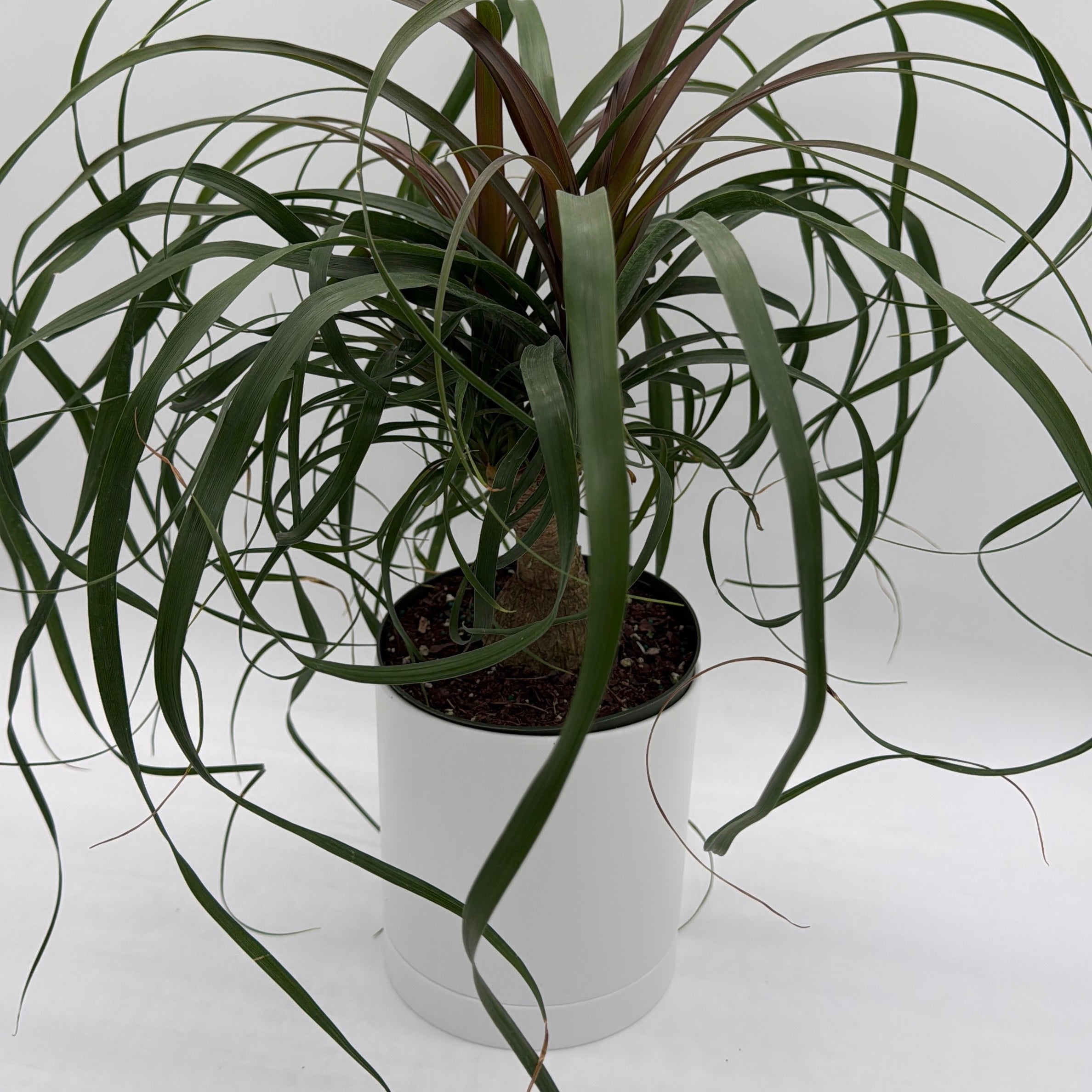 Ponytail Palm