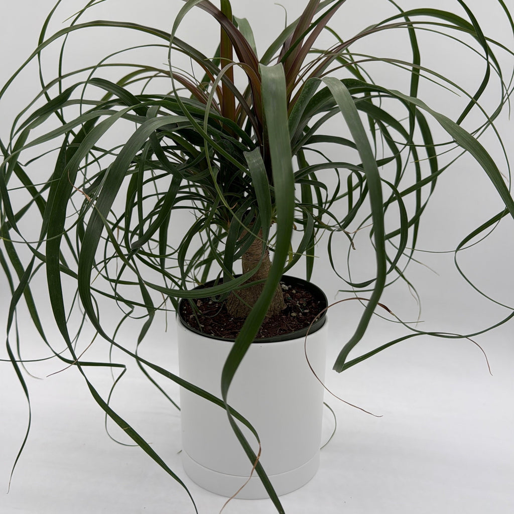Ponytail Palm