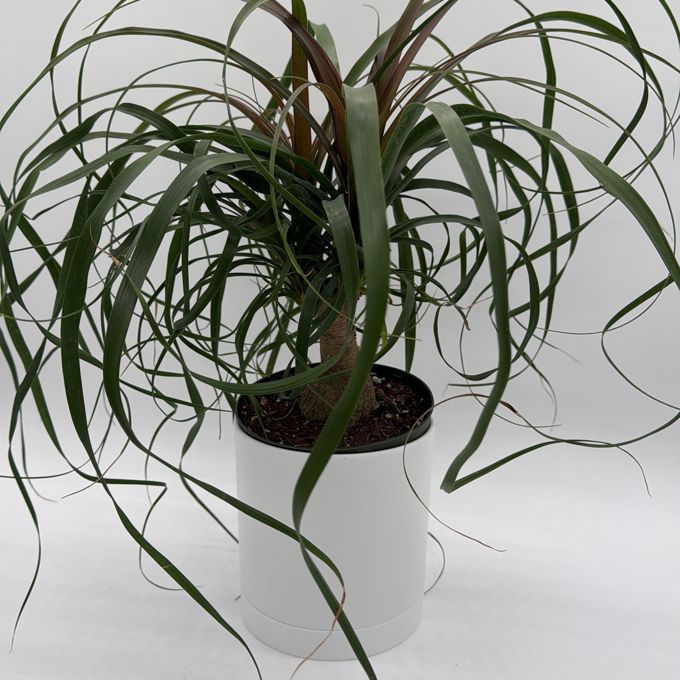 Ponytail Palm