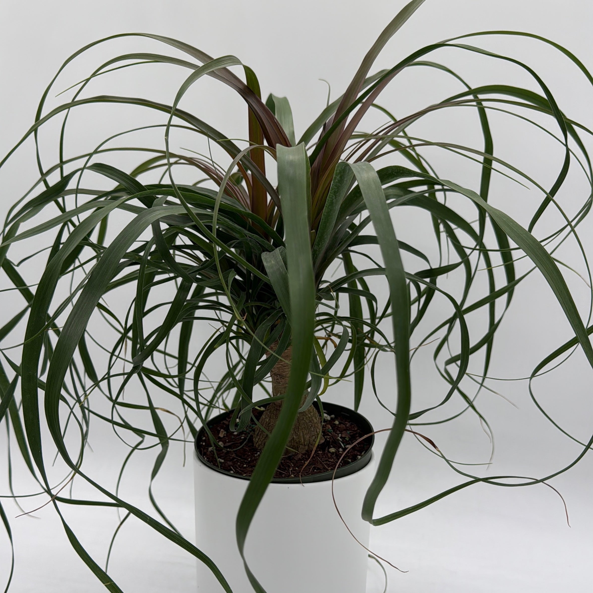 Ponytail Palm