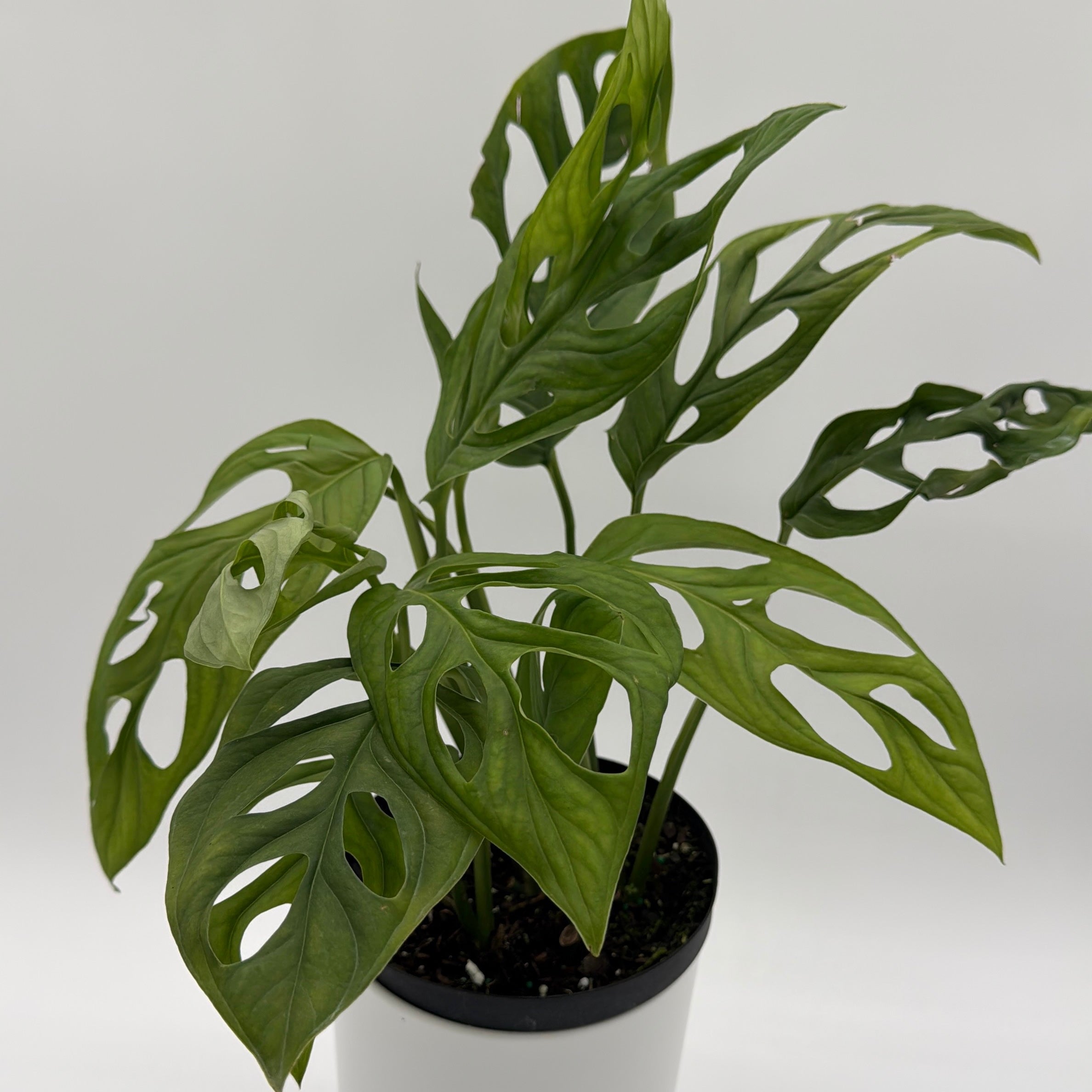 Monstera Esqueleto