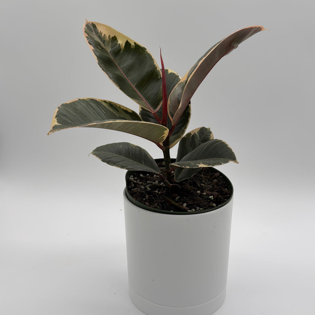 Variegated Ficus Tineke