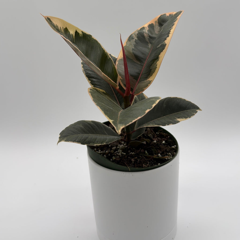 Variegated Ficus Tineke