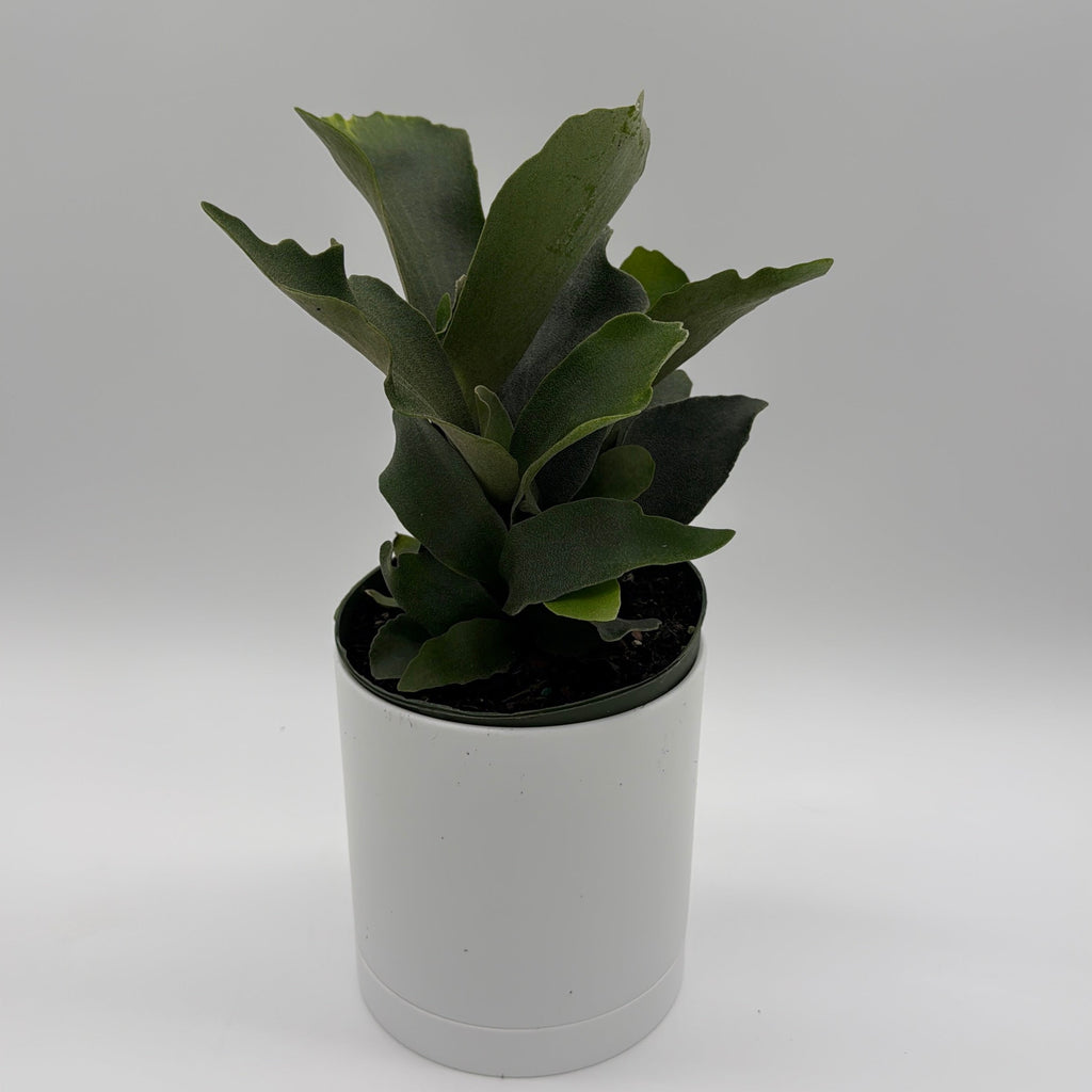 Platycerium Bifurcatum (Staghorn Fern)