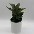 Platycerium Bifurcatum (Staghorn Fern)