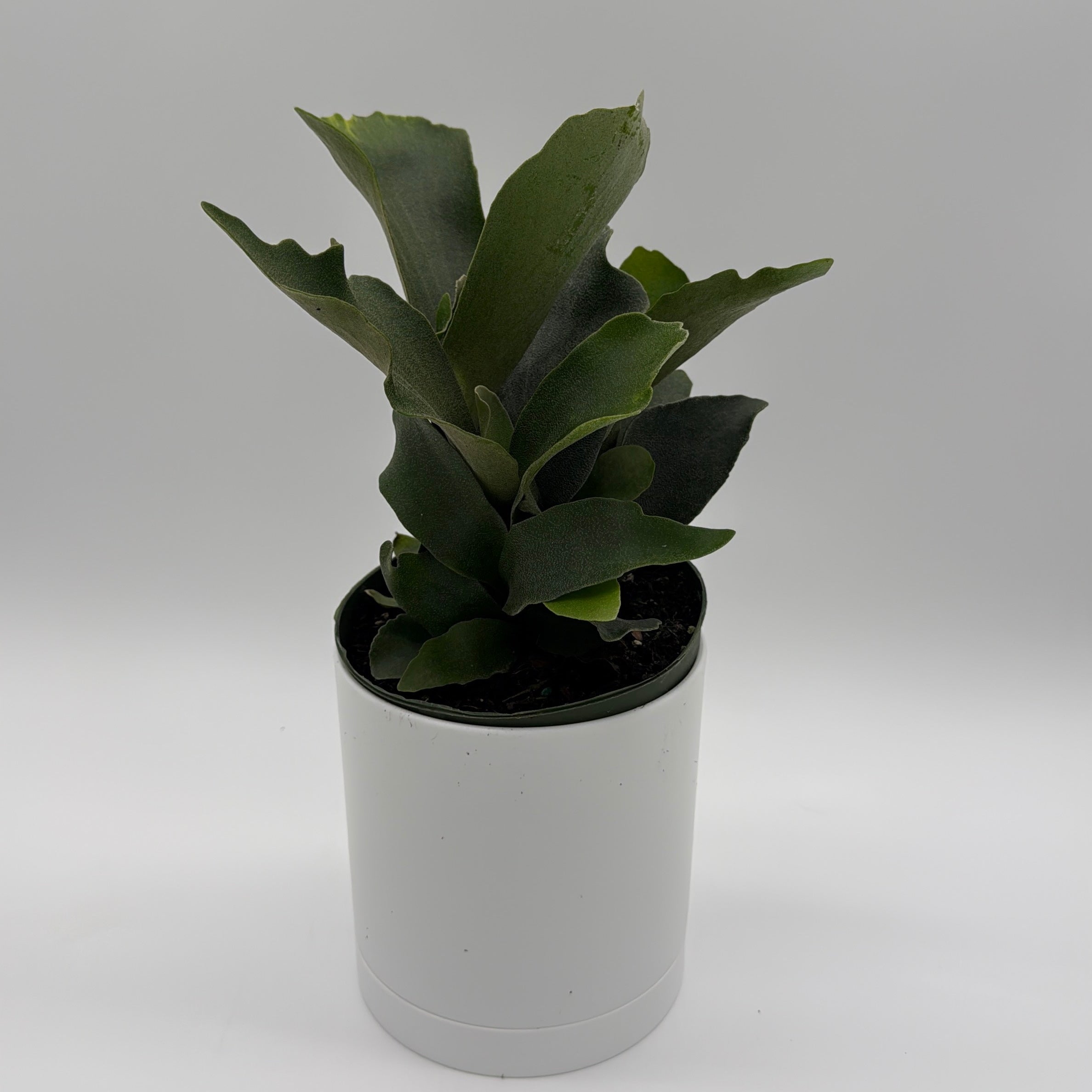 Platycerium Bifurcatum (Staghorn Fern)