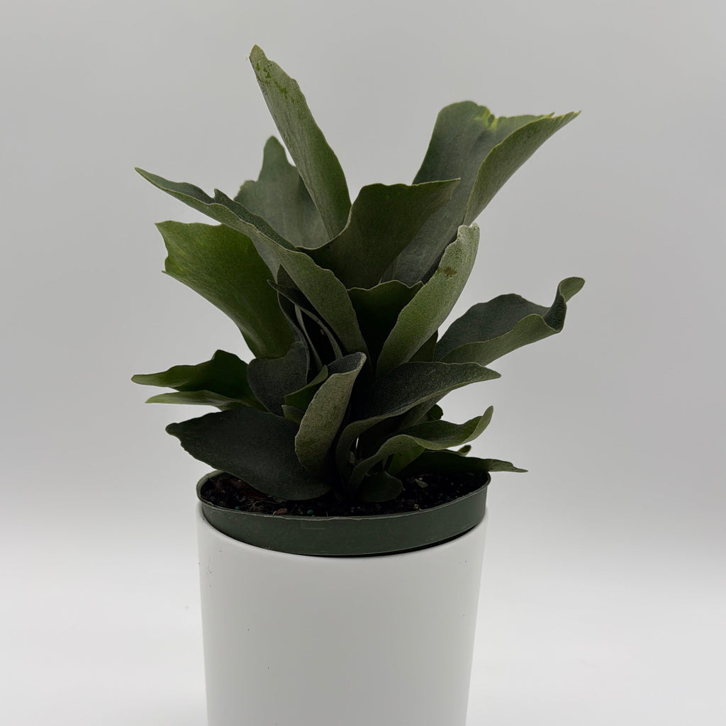 Platycerium Bifurcatum (Staghorn Fern)