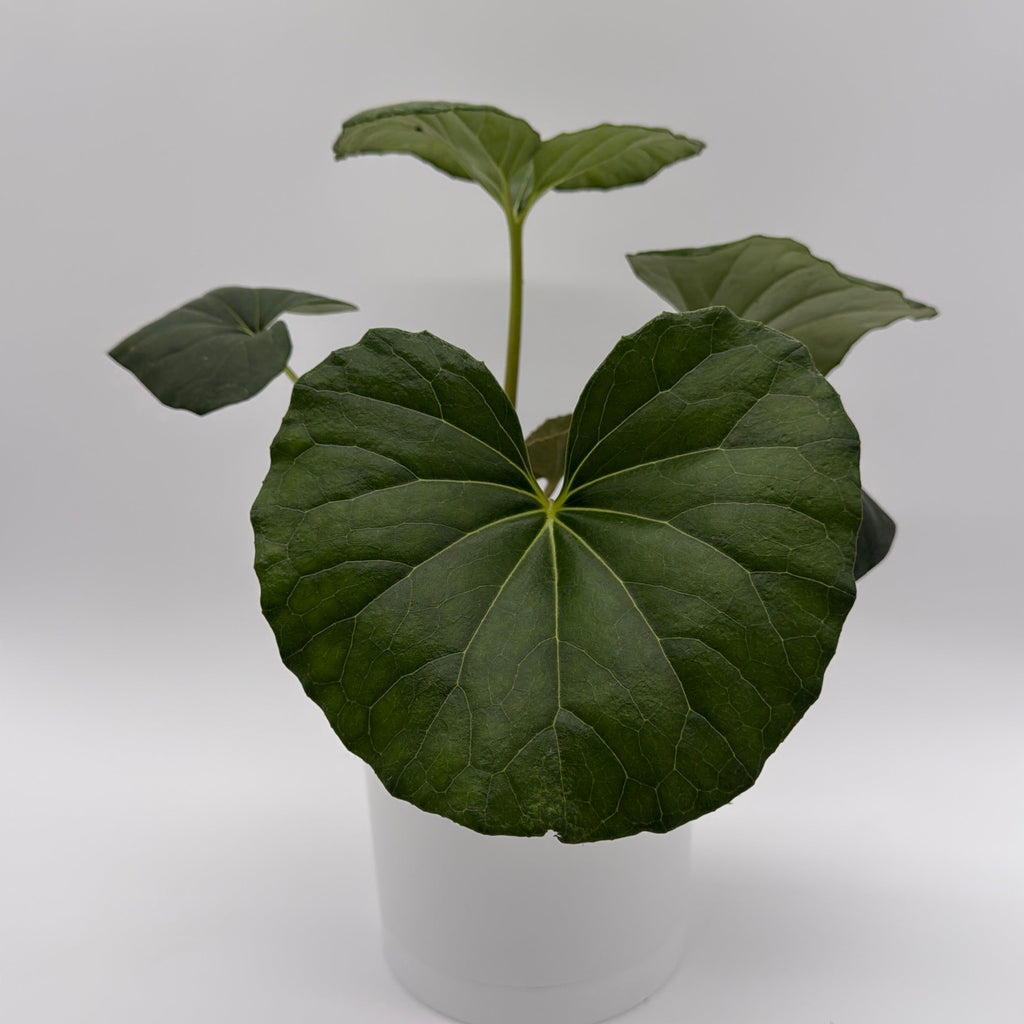 Farfugium Japonicum Giganteum