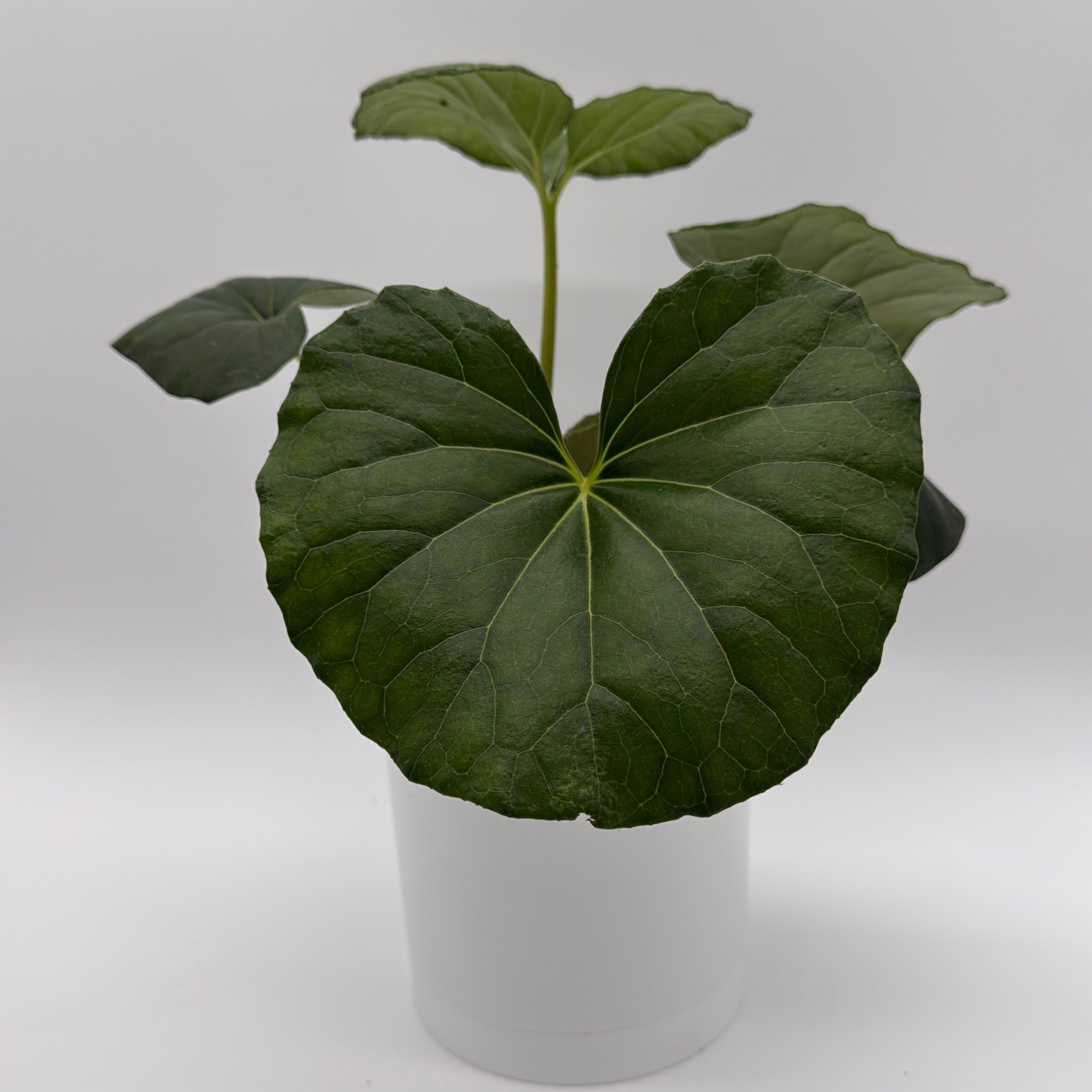 Farfugium Japonicum Giganteum