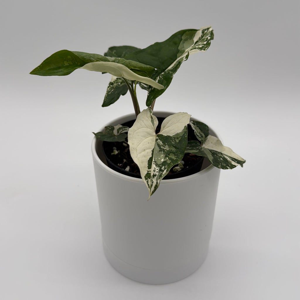 Syngonium Albo