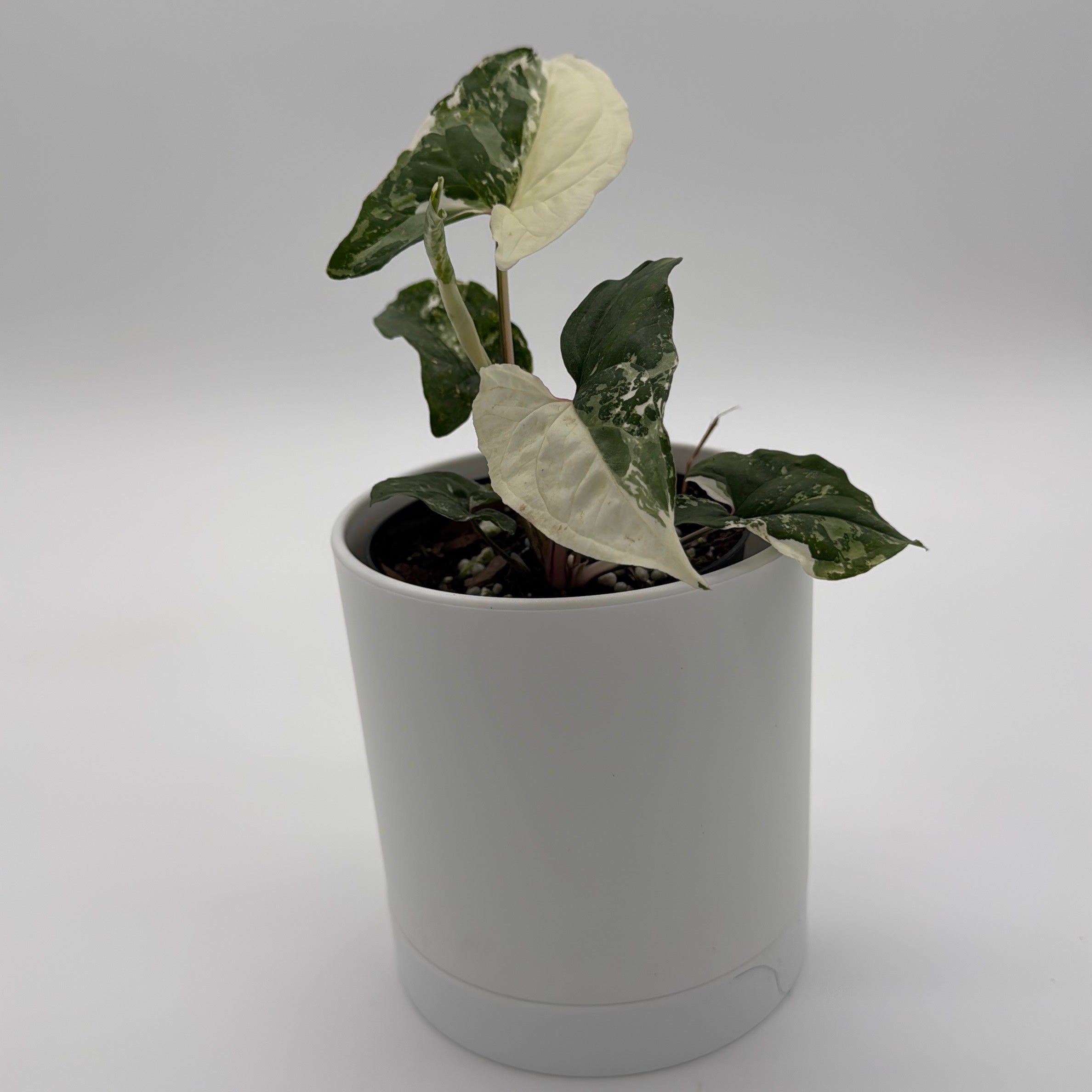 Syngonium Albo