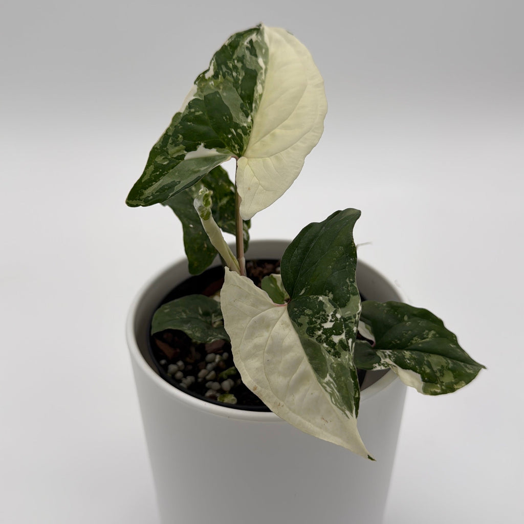 Syngonium Albo