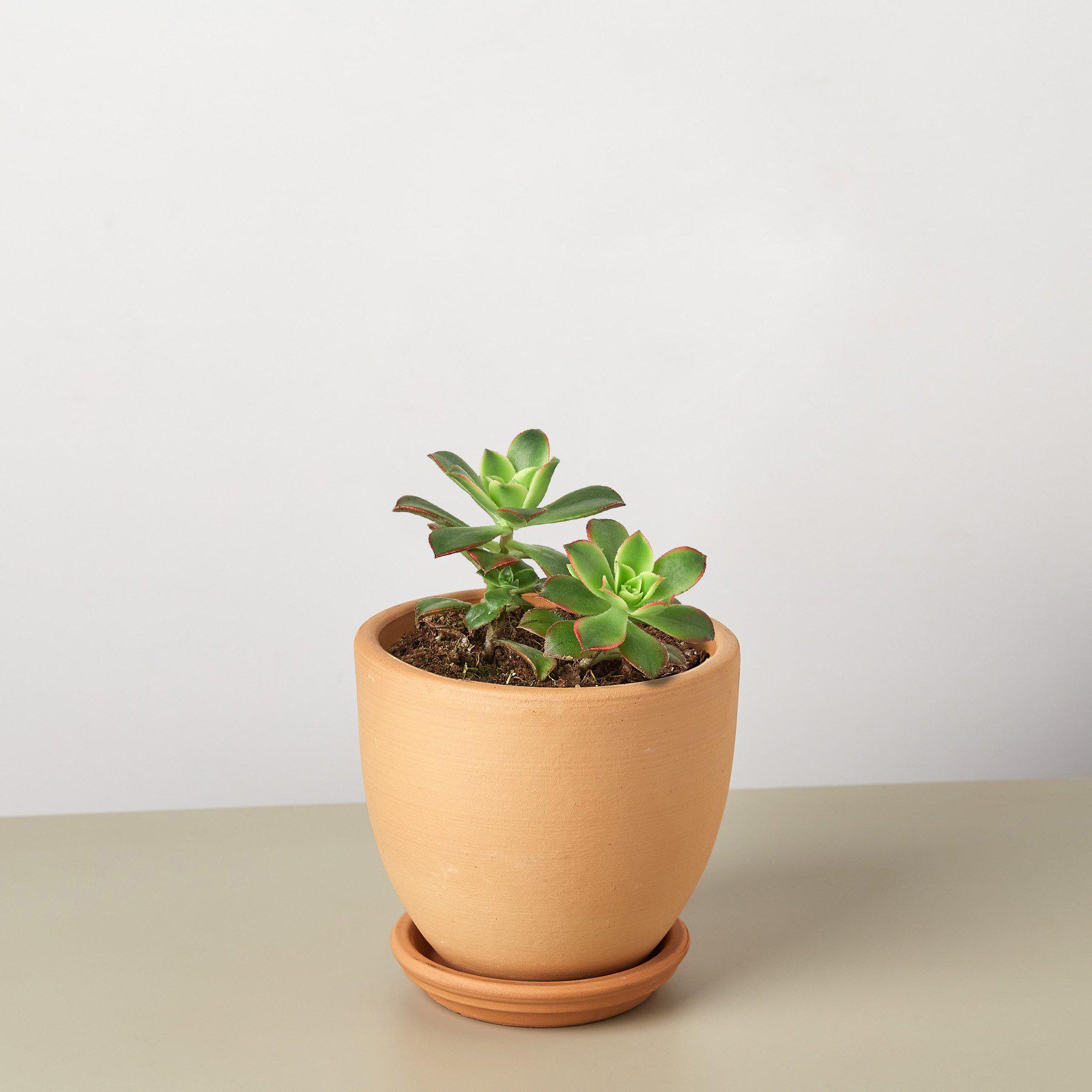 Succulent 'Kiwi'