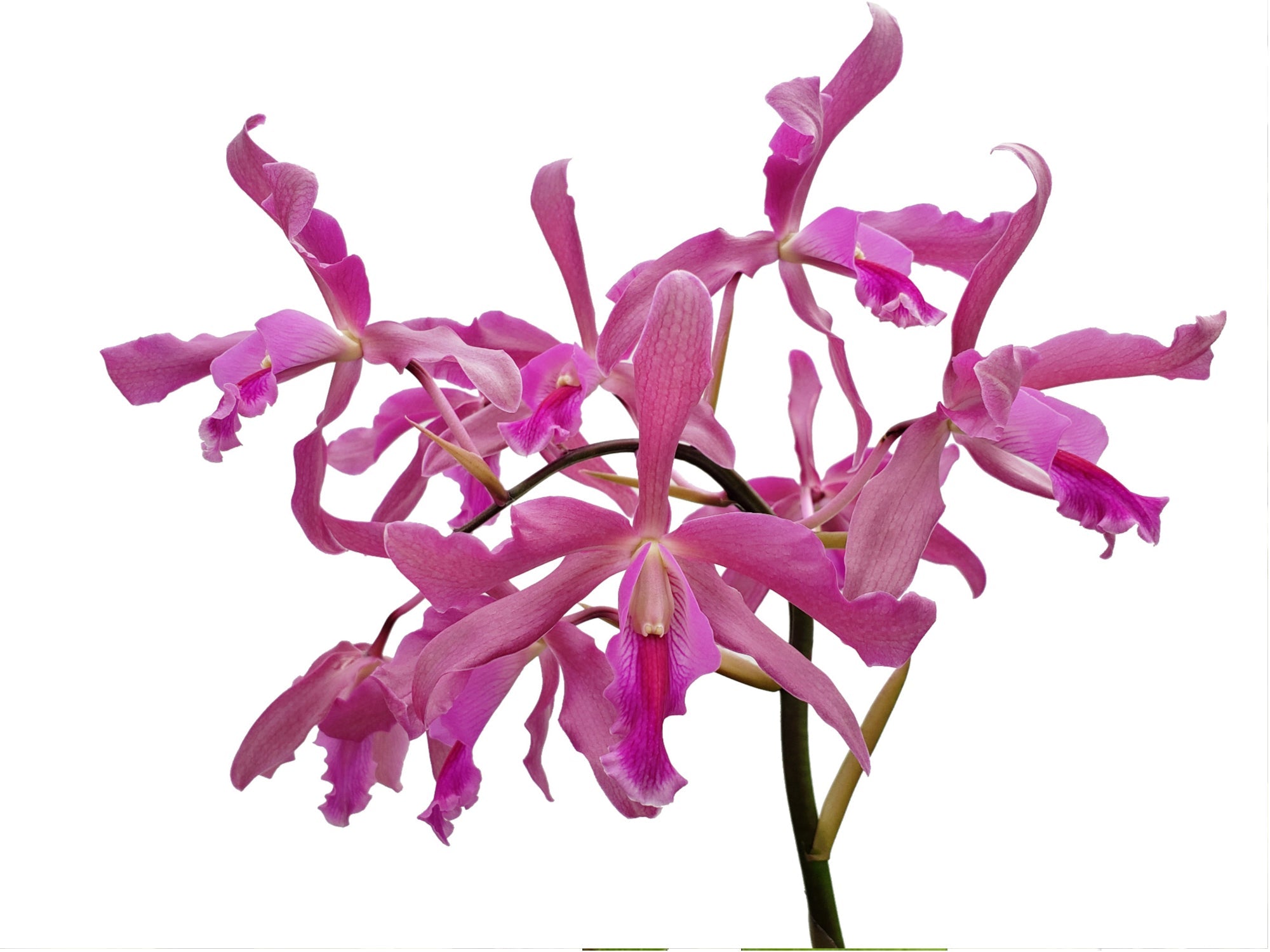 Laeliocattleya Daya L. Portilla