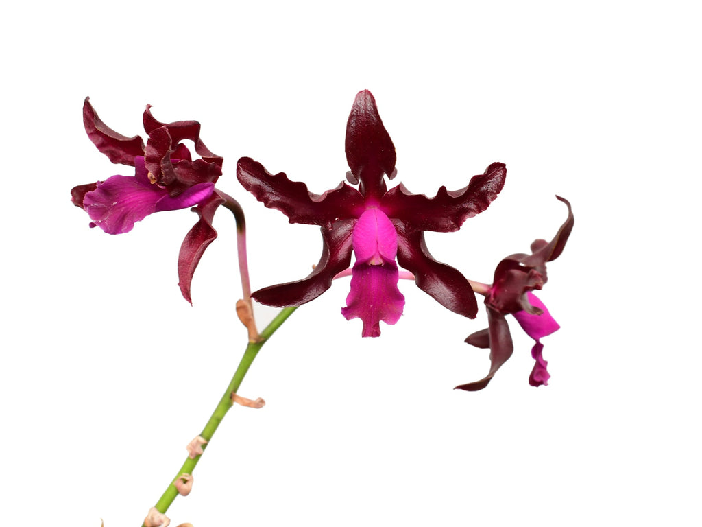 Laeliocattleya Gualaceo Bicentenario