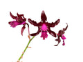 Laeliocattleya Gualaceo Bicentenario