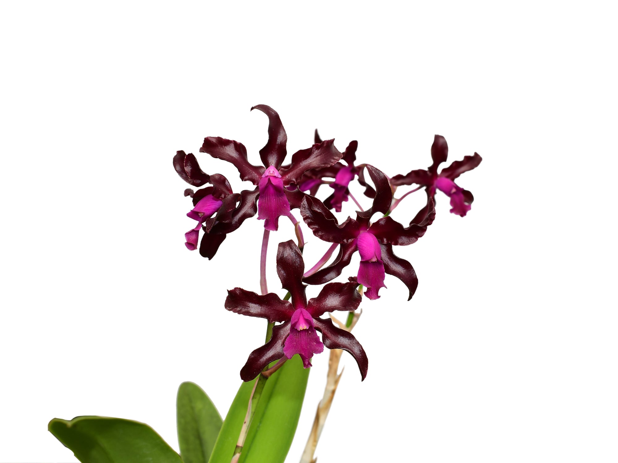 Laeliocattleya Gualaceo Bicentenario