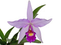 Laeliocattleya Interceps