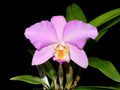 Rhyncholaeliocattleya Barbara Podmore
