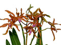 Laeliocattleya Ross Otto