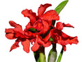 Laeliocattleya Santa Barbara