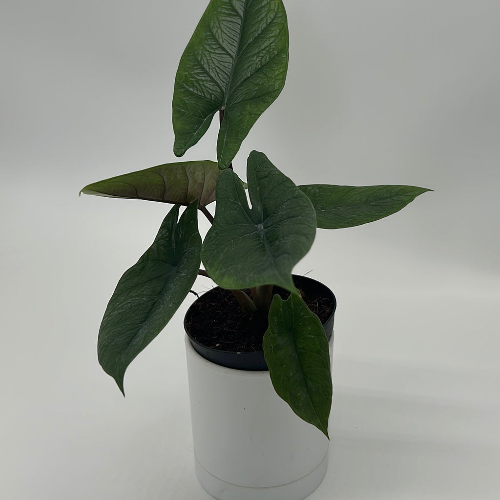 Alocasia Scalprum
